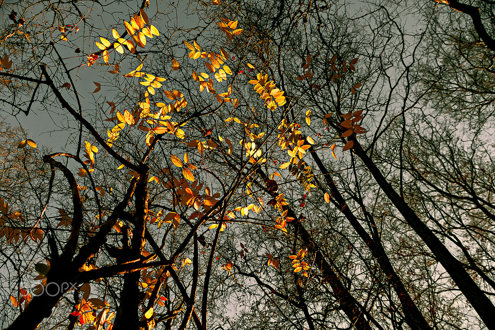 Canon EOS 500D (EOS Rebel T1i / EOS Kiss X3) sample photo. Golden leaves. photography