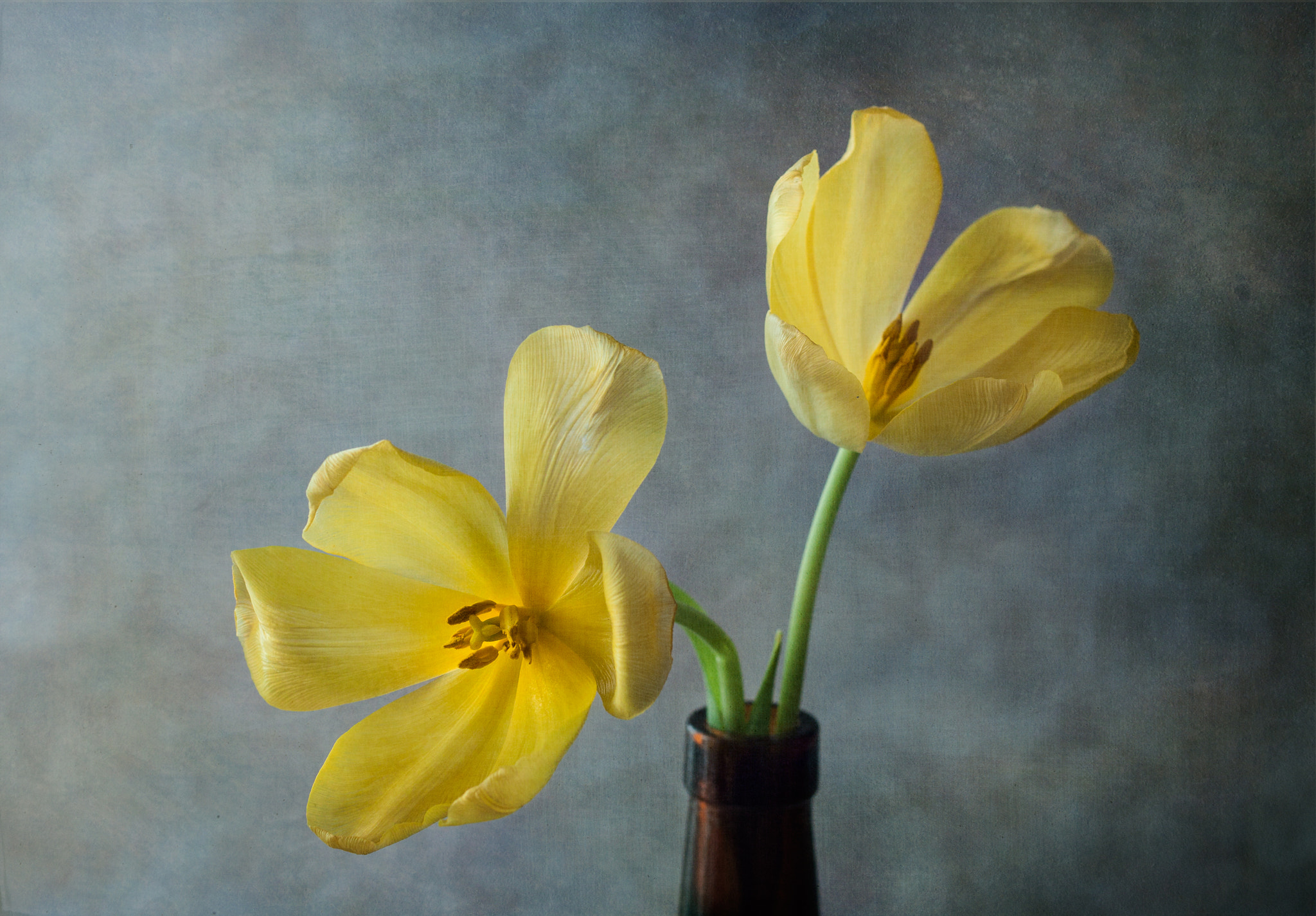 Canon EF 35-80mm f/4-5.6 sample photo. Pareja de tulipanes photography