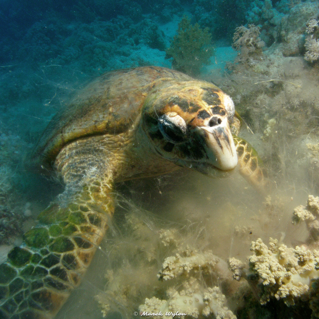 Olympus C7070WZ sample photo. Turtle | red sea | 2005.06.13 photography