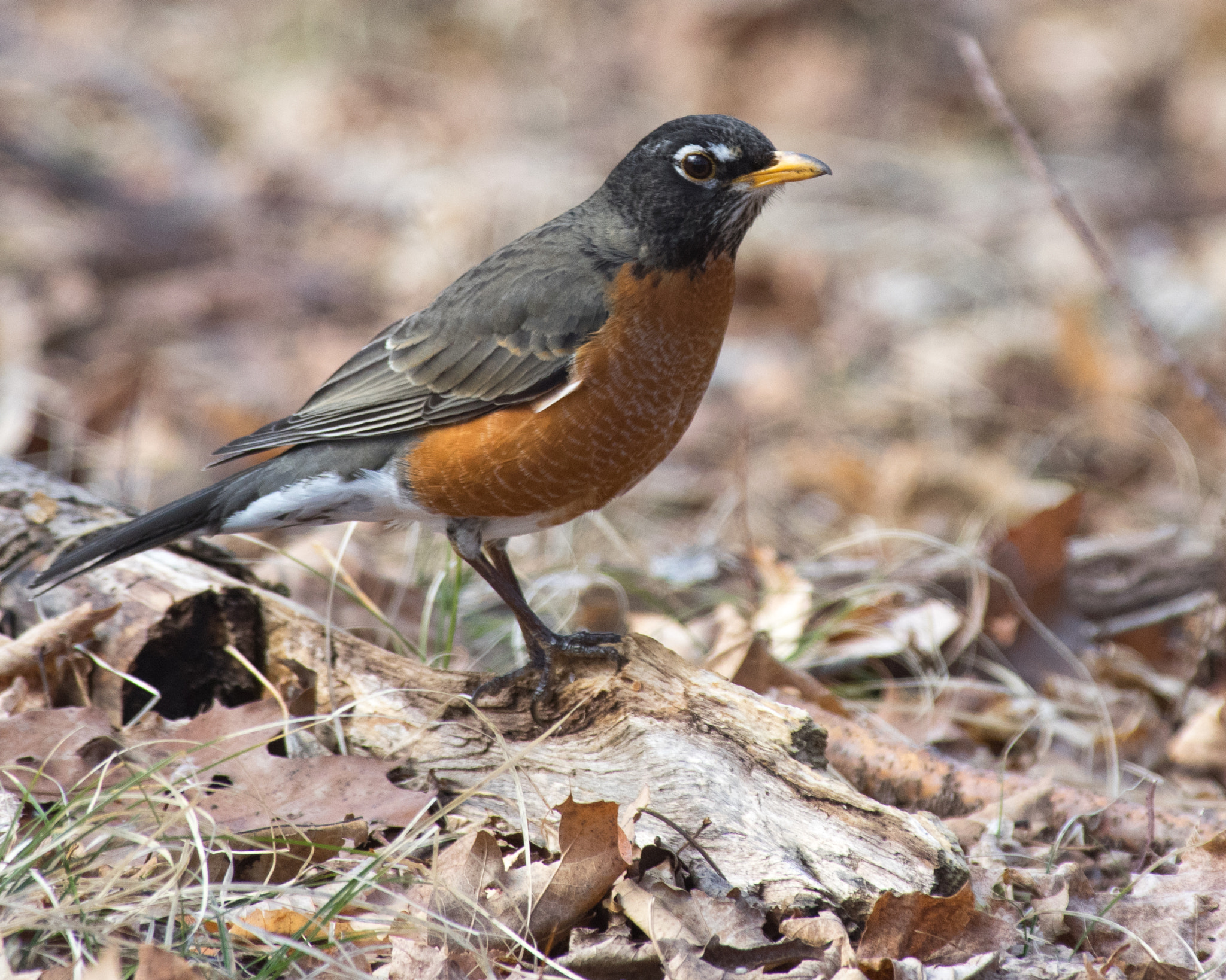 Pentax smc DA* 300mm F4.0 ED (IF) SDM sample photo. Signs of spring, robins photography