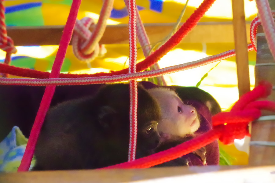 Pentax K-S2 sample photo. Juvenile monkeys photography