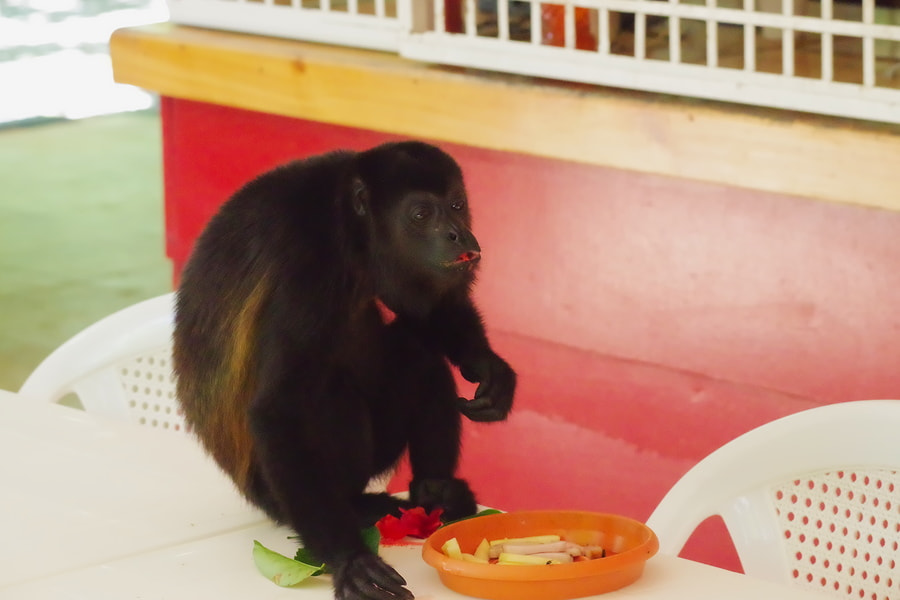 Pentax K-S2 sample photo. Howler monkey photography
