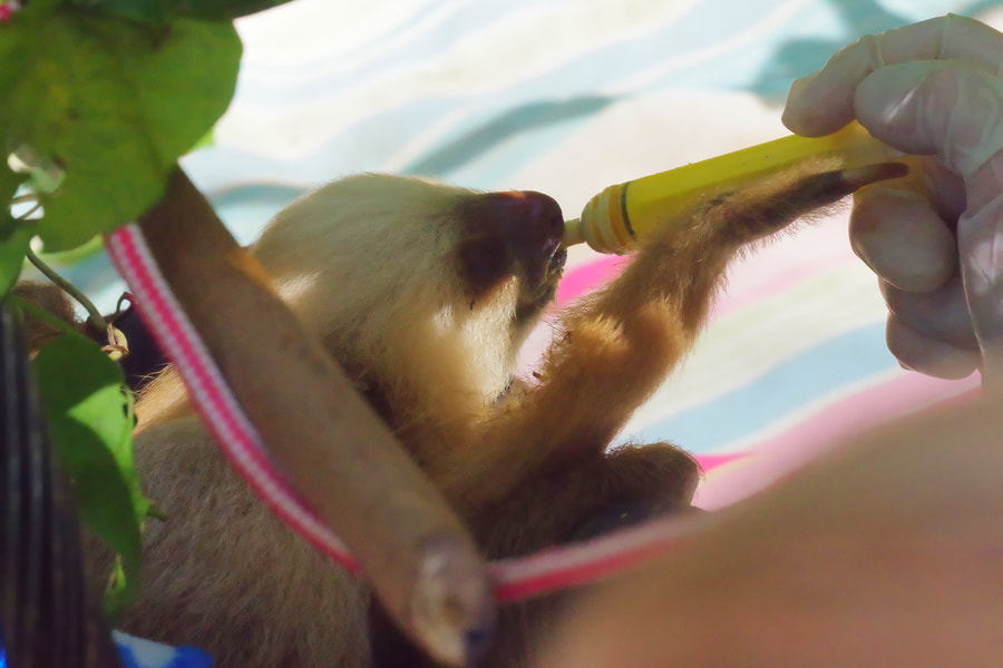Pentax K-S2 sample photo. Baby sloth photography