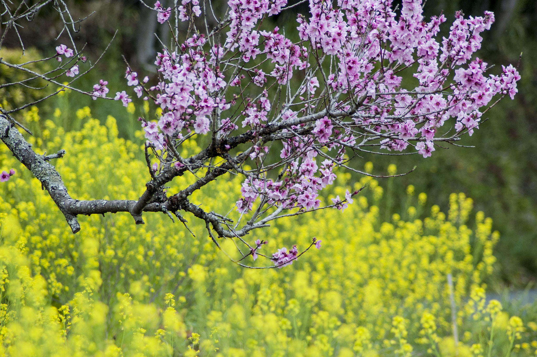 Nikon D70 sample photo. Spring photography