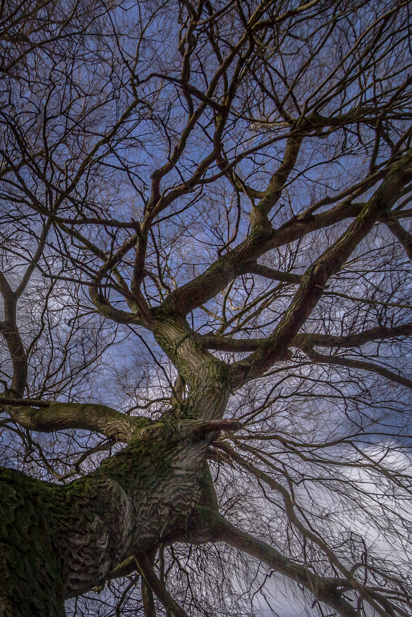 Tokina AT-X Pro 12-24mm F4 (IF) DX sample photo. The life of a tree photography