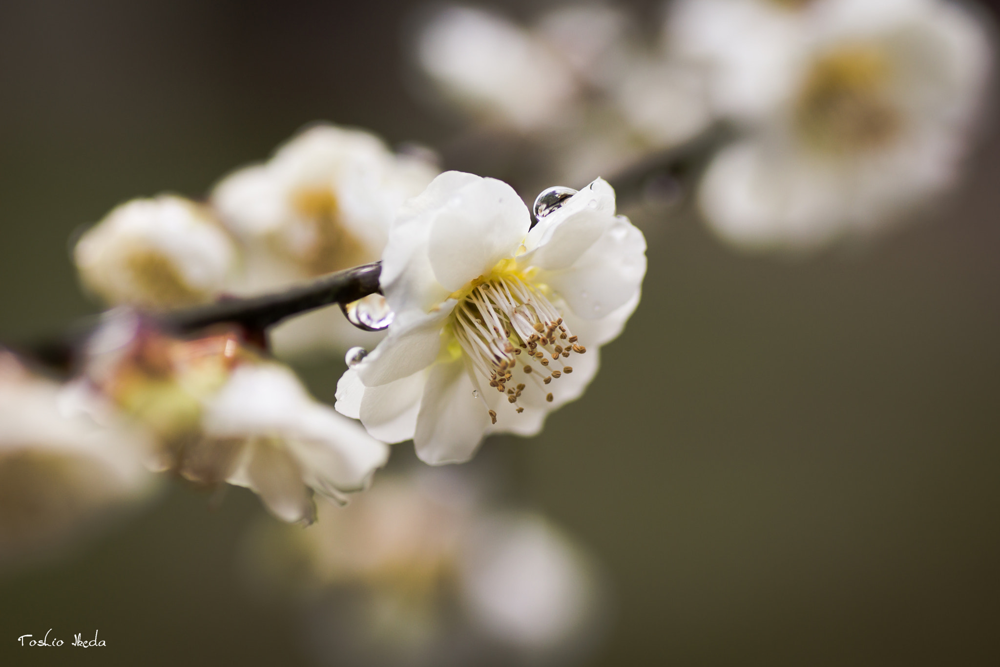Sony SLT-A77 + Tamron SP AF 90mm F2.8 Di Macro sample photo. Plum blossoms photography