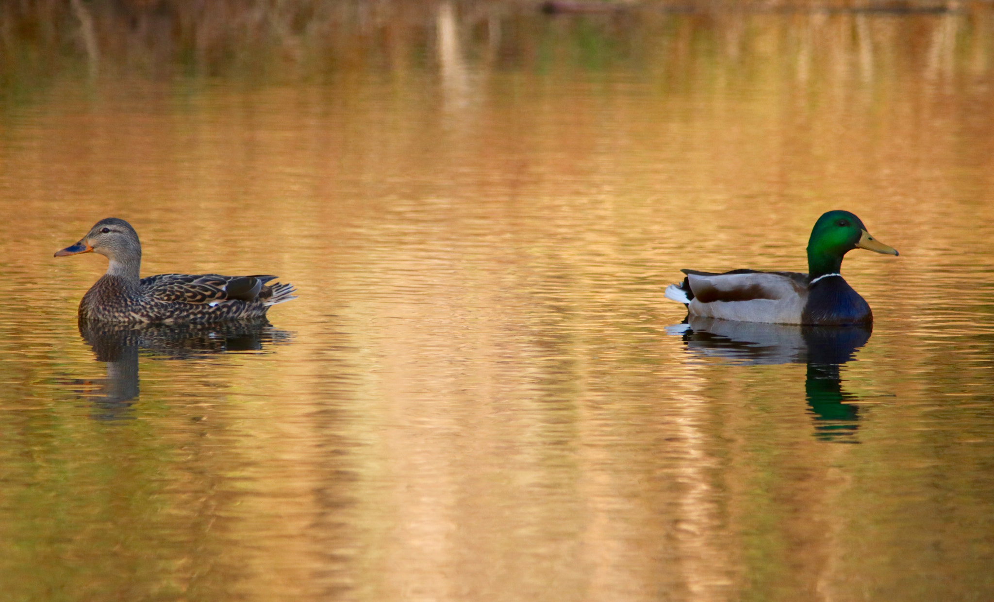 Canon EOS 760D (EOS Rebel T6s / EOS 8000D) + Canon EF 70-200mm F2.8L USM sample photo. Sunset on our pond. photography