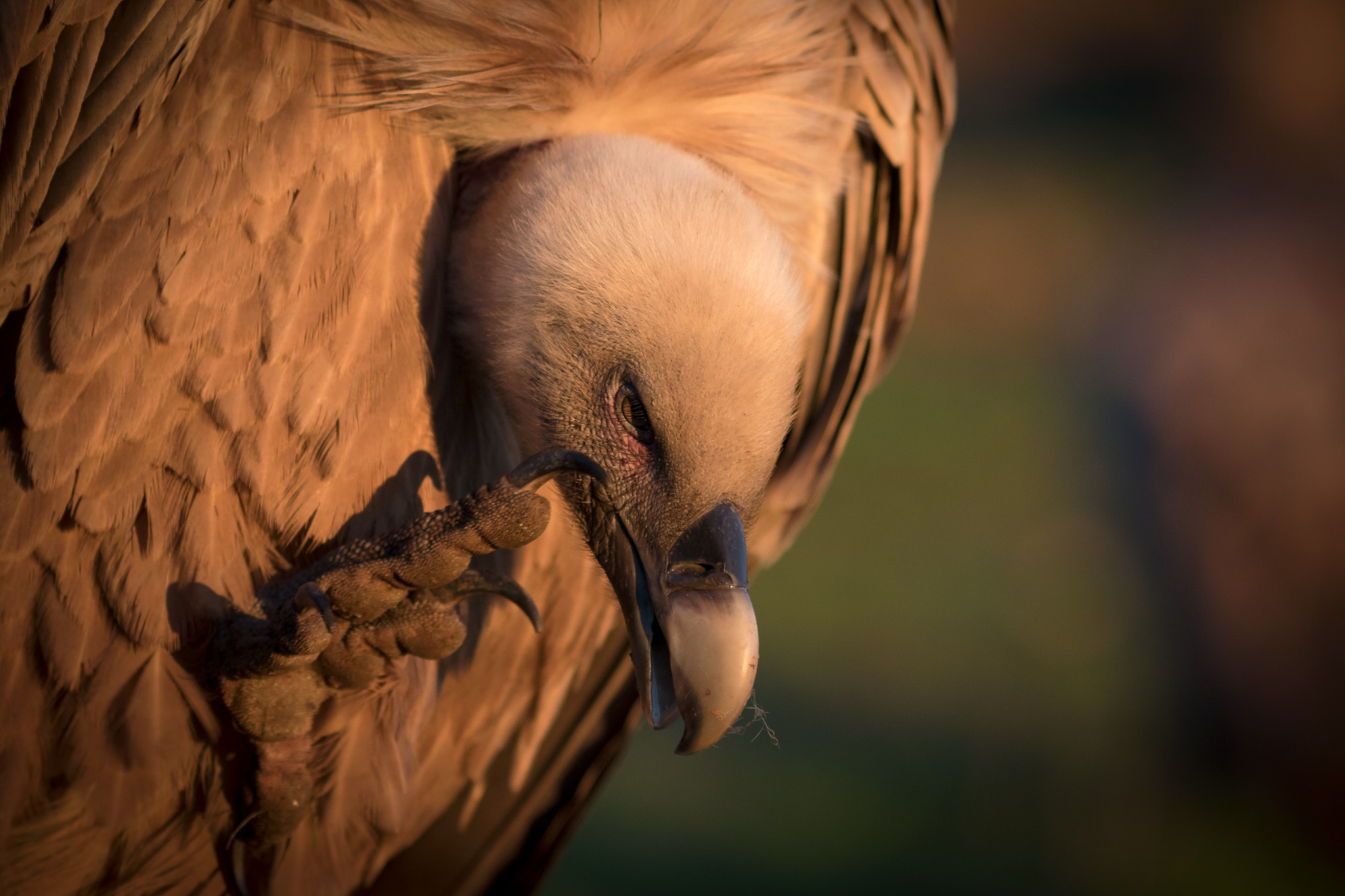 Canon EF 300mm F4L IS USM sample photo. Leonado photography
