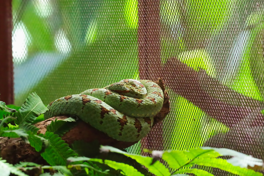 Pentax K-S2 sample photo. Eyelash viper photography