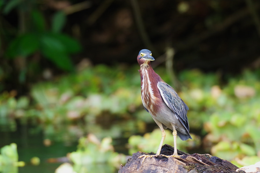 Pentax K-S2 sample photo. Green heron photography