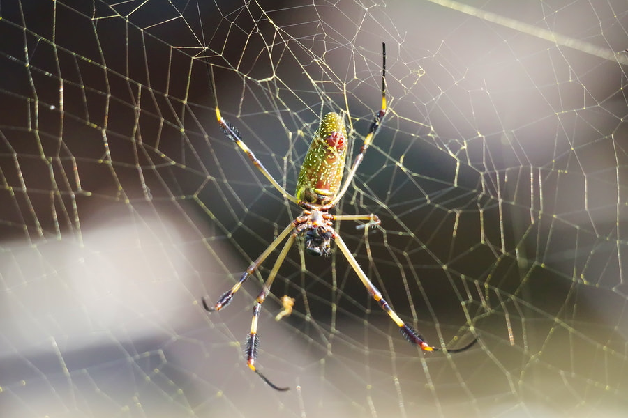 Pentax K-S2 sample photo. Spider photography
