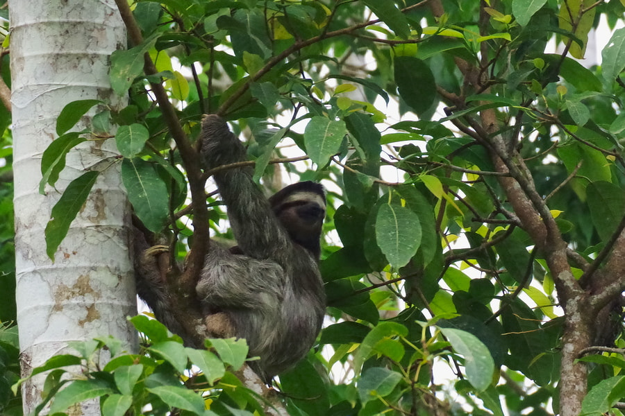 Pentax K-S2 sample photo. Sloth photography