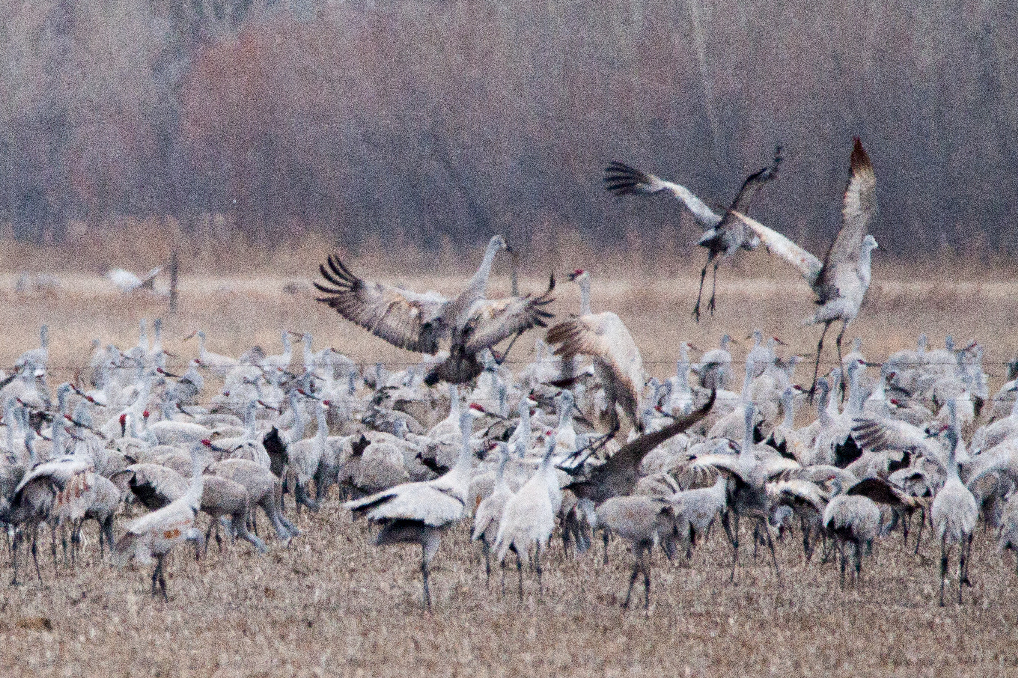 150-600mm F5-6.3 DG OS HSM | Contemporary 015 sample photo. Sandhill cranes in nebraska photography