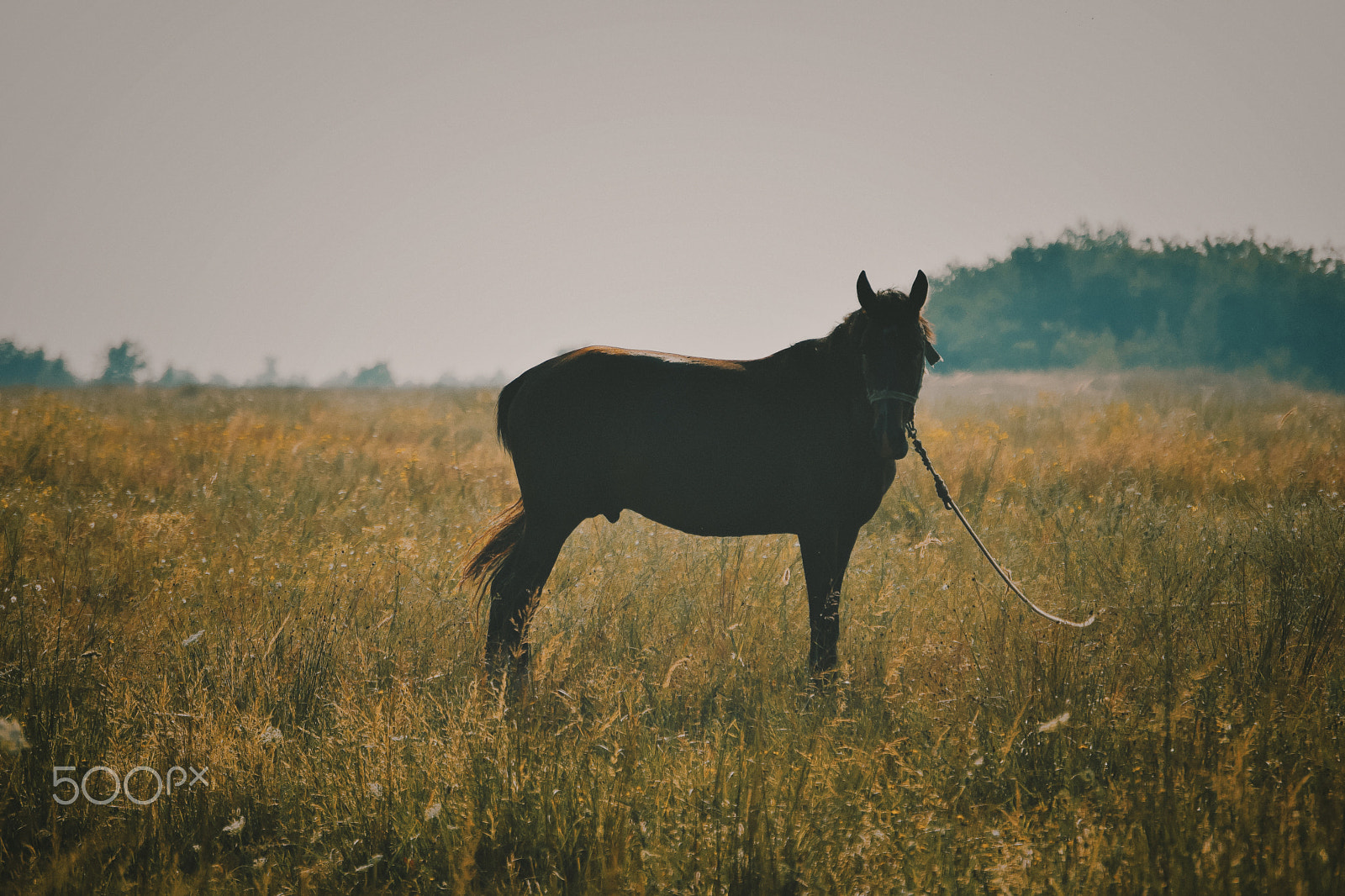Nikon D5300 sample photo. A horse on a field photography