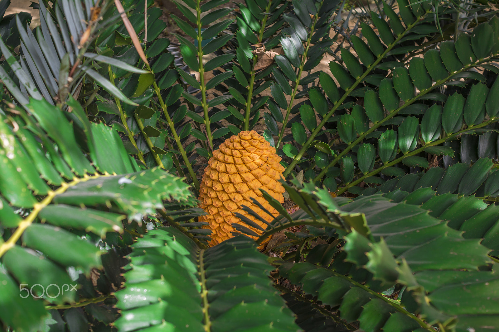 Nikon D7100 sample photo. Orange on green photography