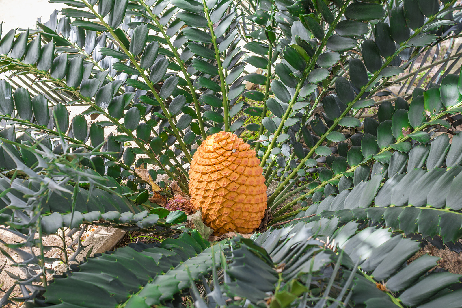 Nikon D7100 + Sigma 30mm F1.4 EX DC HSM sample photo. Orange on green photography