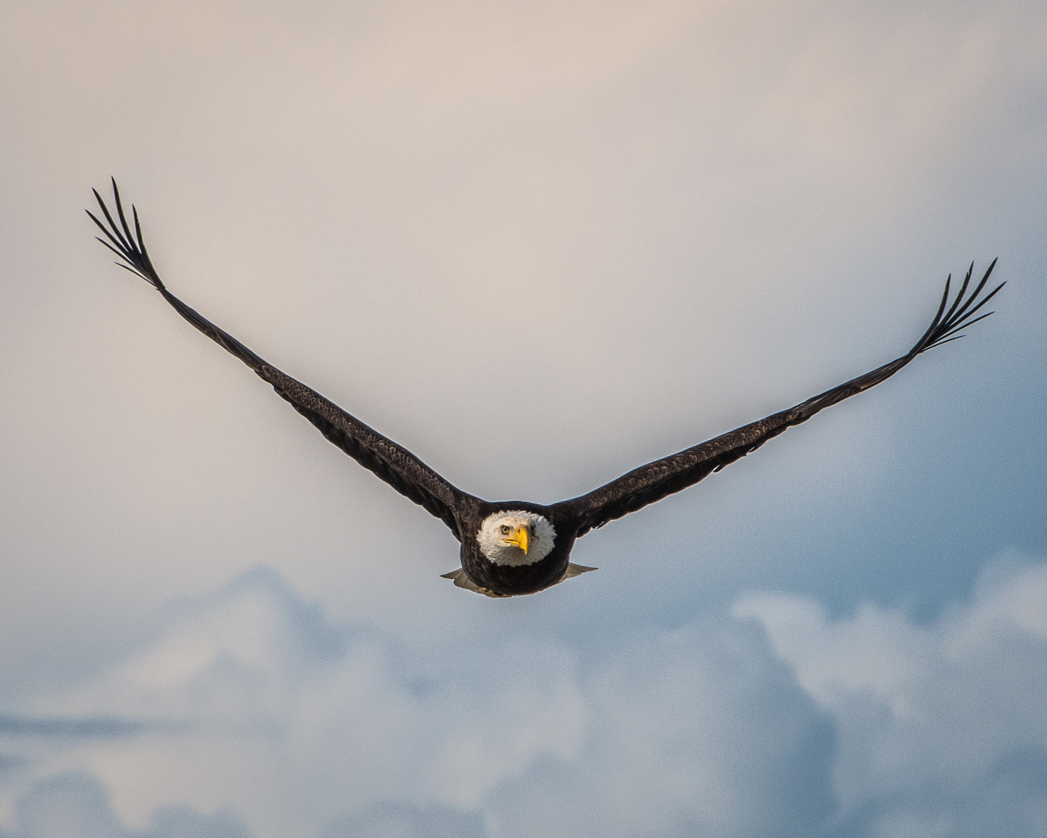 Nikon D500 sample photo. Soaring in the clouds photography