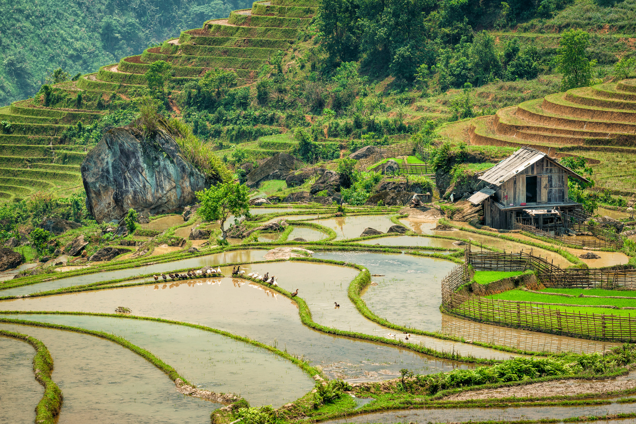 Nikon AF-S Nikkor 70-200mm F4G ED VR sample photo. Ducks in a row, sapa, vietnam photography
