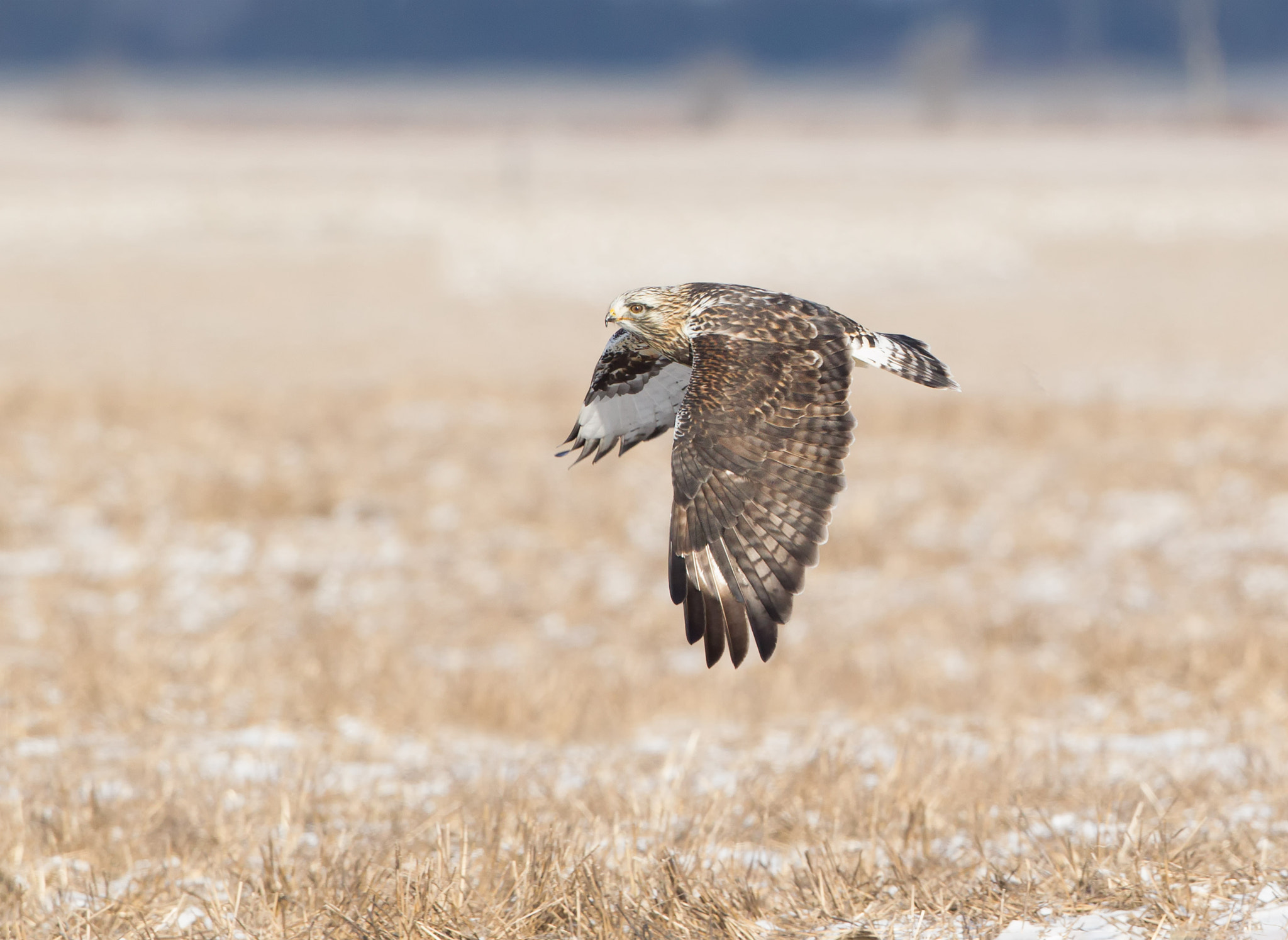 Canon EF 500mm F4L IS USM sample photo. Rough legged hawk photography