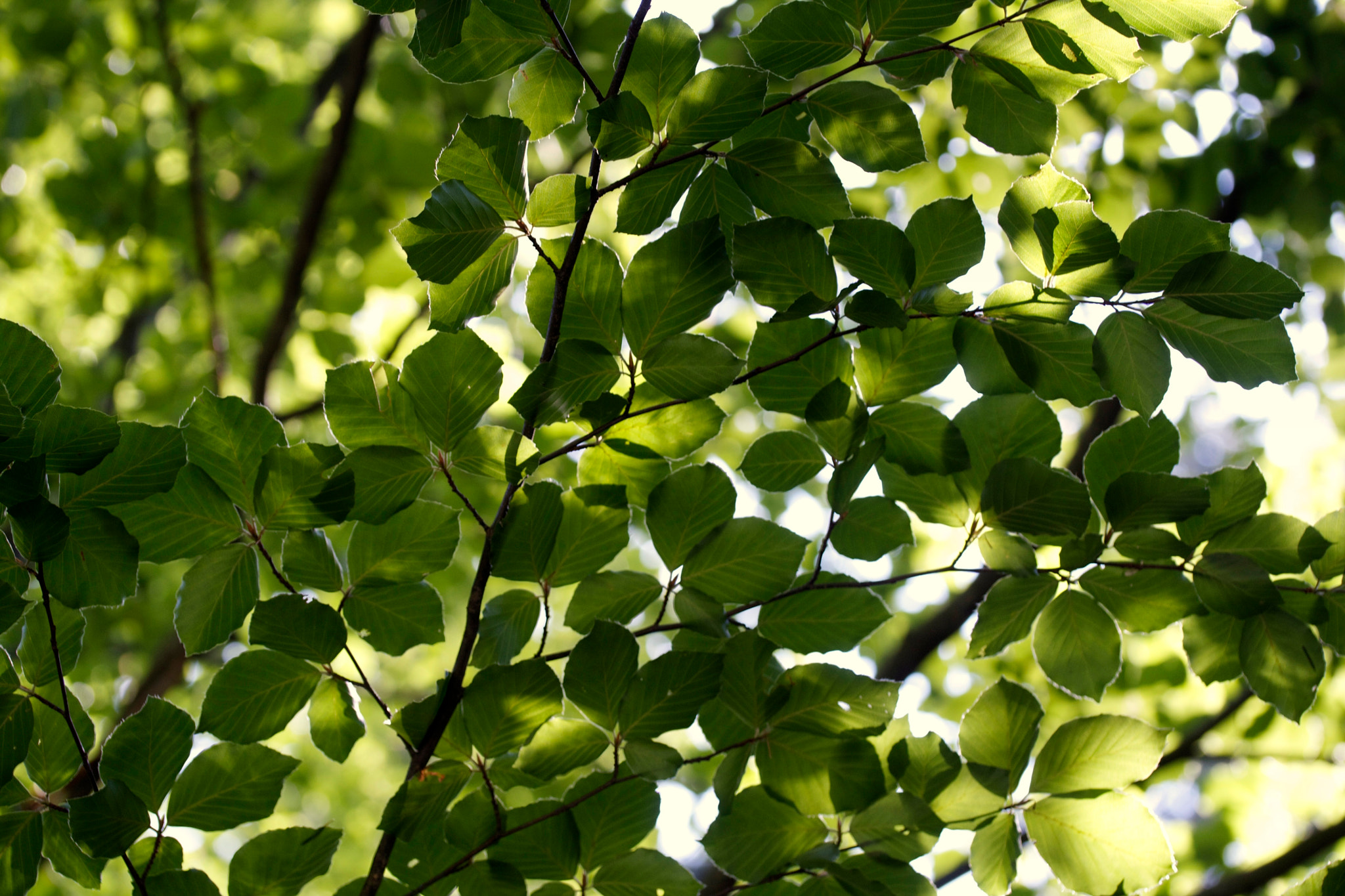 Canon EF-S 60mm F2.8 Macro USM sample photo. Img photography