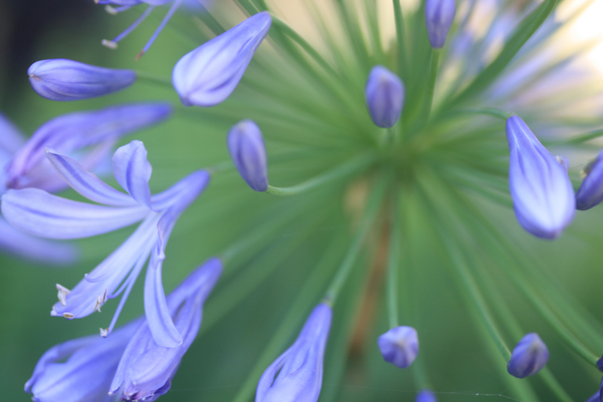 Canon EF-S 60mm F2.8 Macro USM sample photo. Img photography