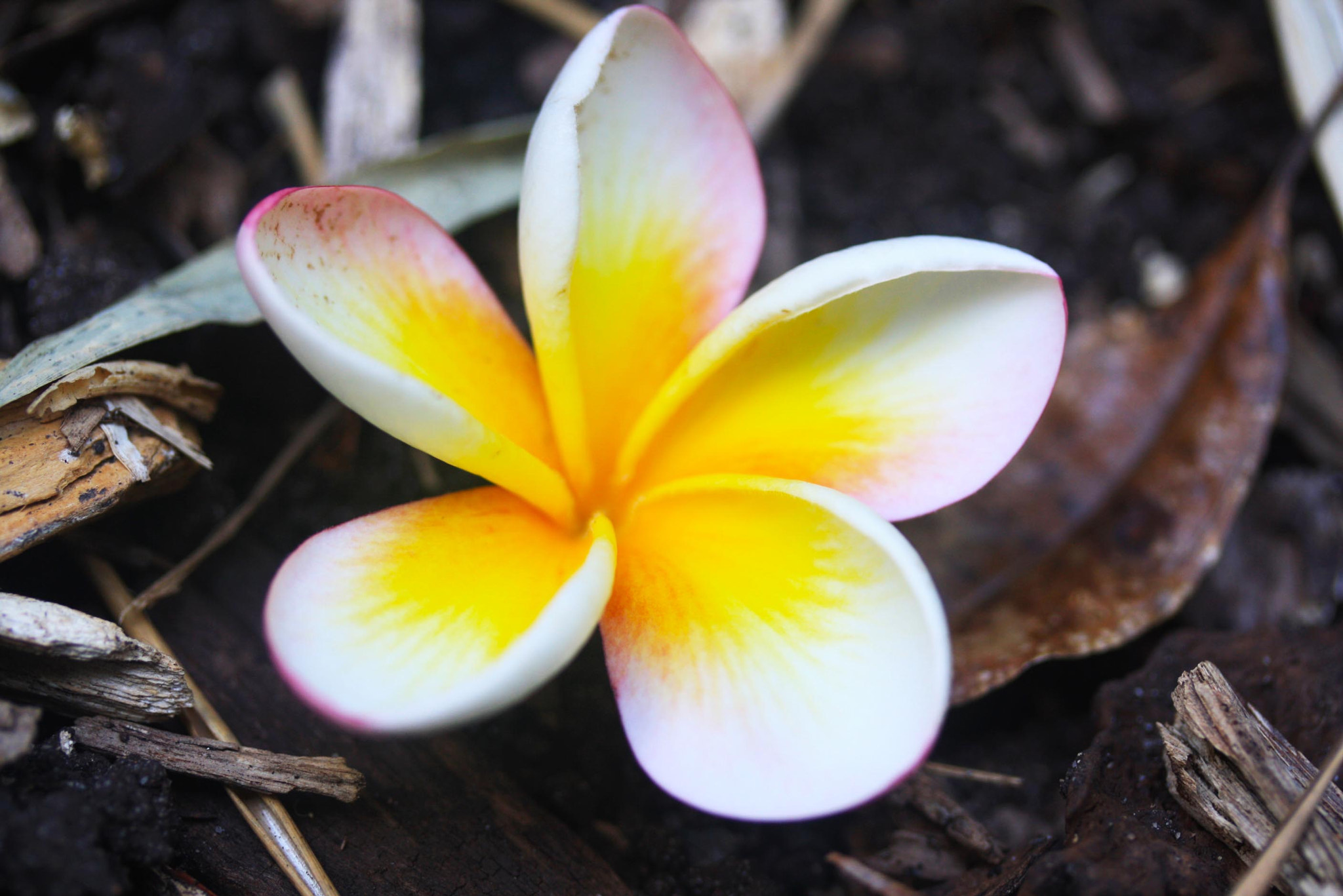 Canon EF-S 60mm F2.8 Macro USM sample photo. Img photography