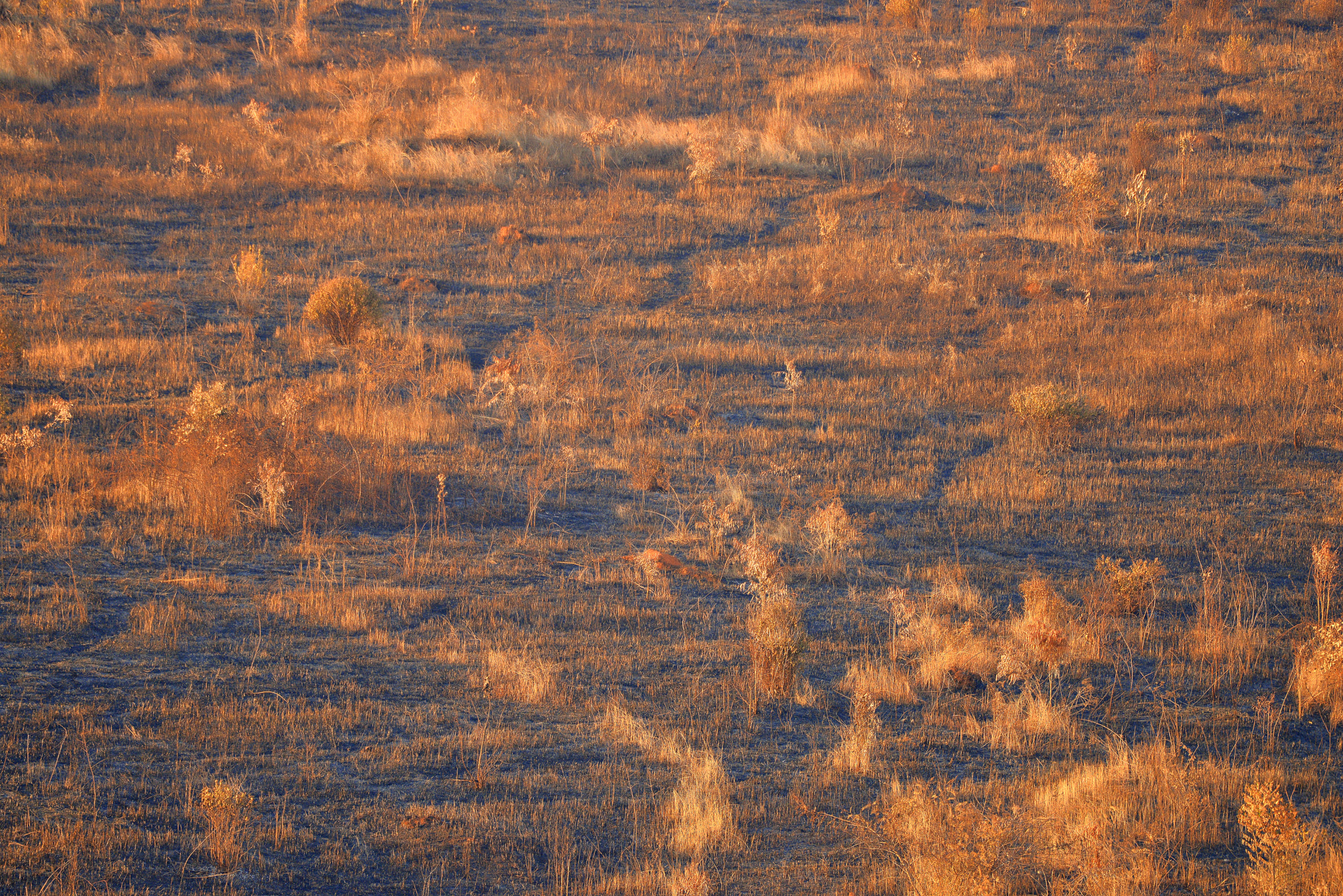 Nikon AF-S Nikkor 200-500mm F5.6E ED VR sample photo. Sunset time photography