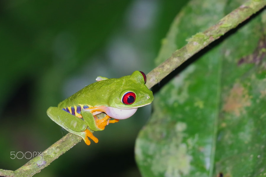 Pentax K-S2 sample photo. Red-eye tree frog photography