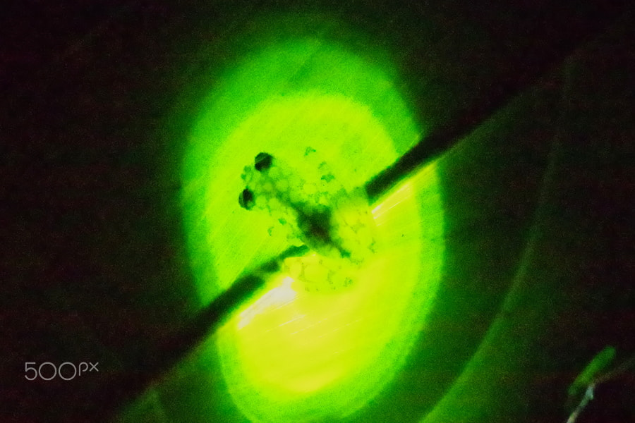 Pentax K-S2 sample photo. Glass frog photography