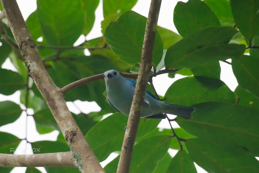 Pentax K-S2 sample photo. Blue-gray tanager photography