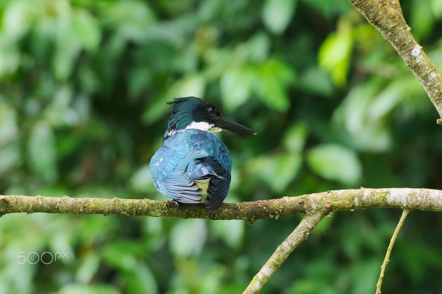 Pentax K-S2 sample photo. Ringed kingfisher photography