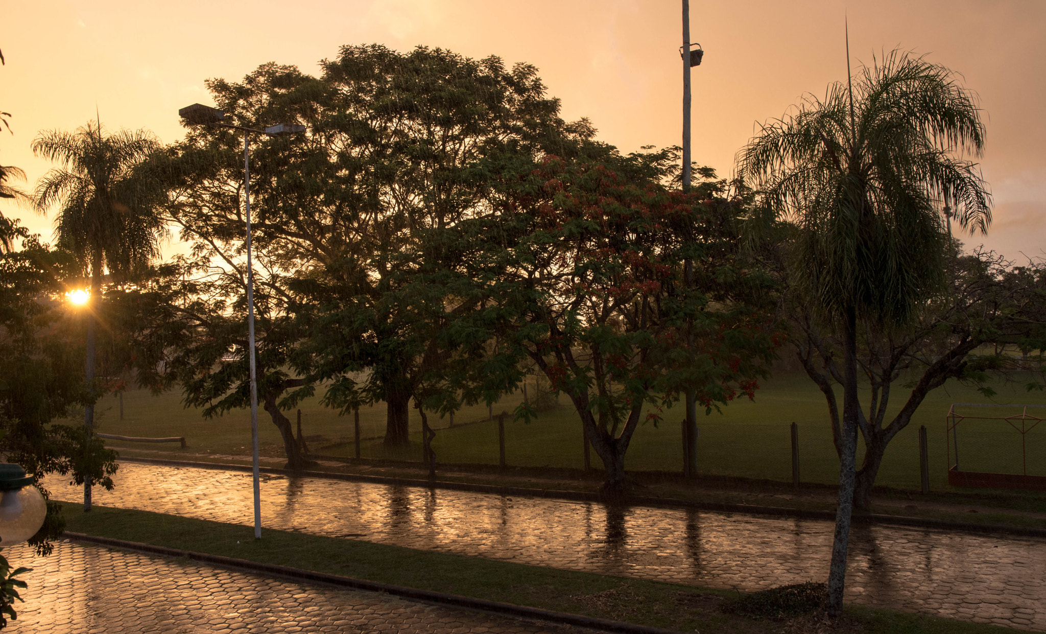 Nikon D7200 sample photo. Wet trees photography