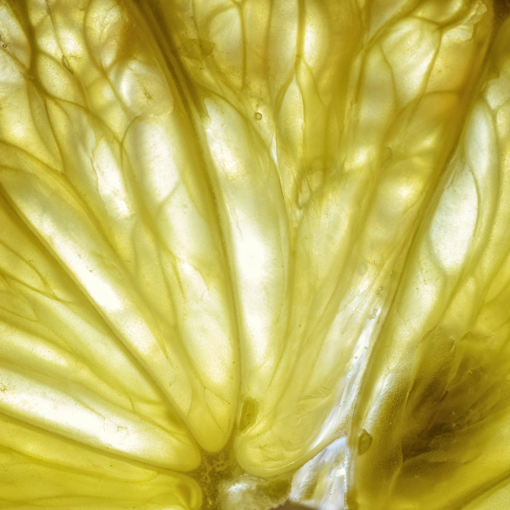 Tokina AT-X Pro 100mm F2.8 Macro sample photo. Slice from the other world ii photography