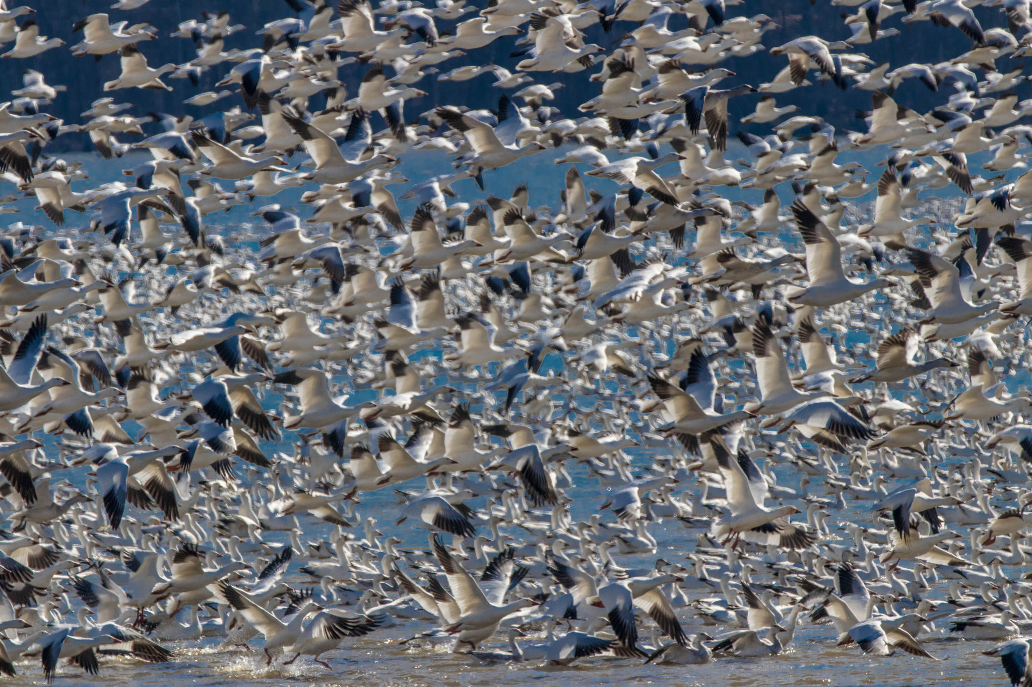 Canon EOS 80D + Canon EF 70-200mm F2.8L IS II USM sample photo. Snow geese photography