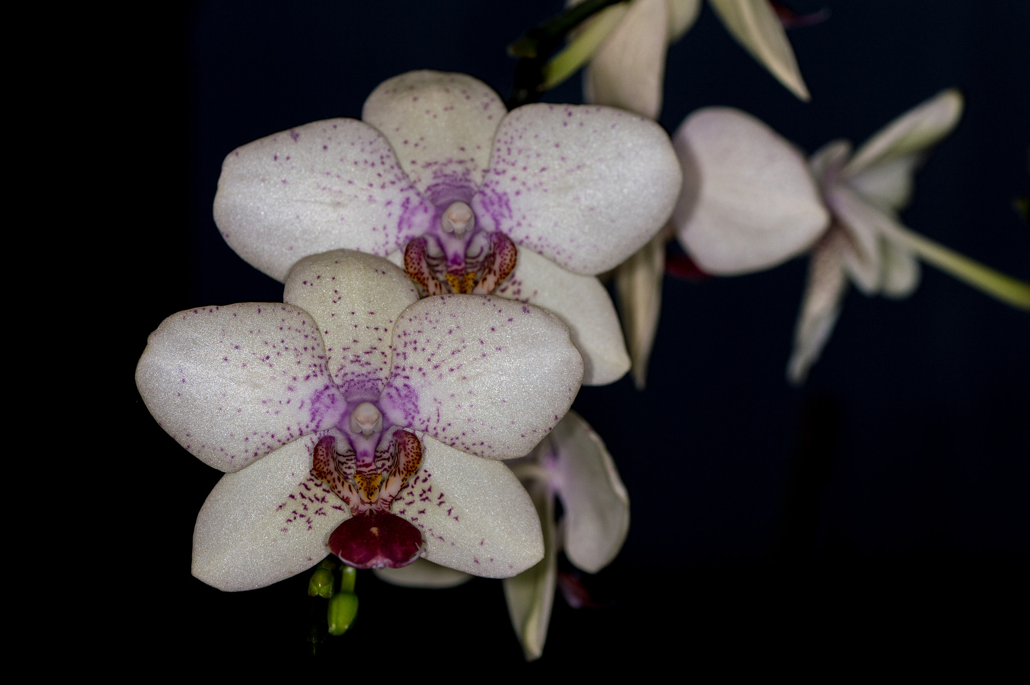 Sigma 105mm F2.8 EX DG OS HSM sample photo. Duo d'orchidée photography