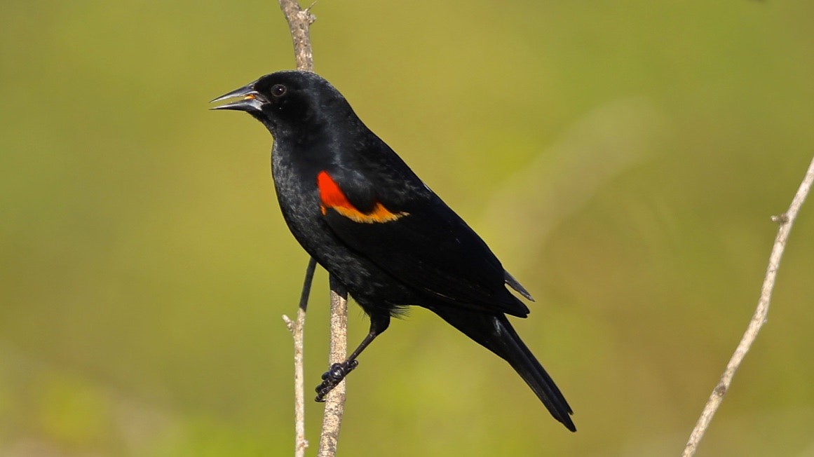 Canon EF 300mm F2.8L IS USM sample photo. Black  bird photography