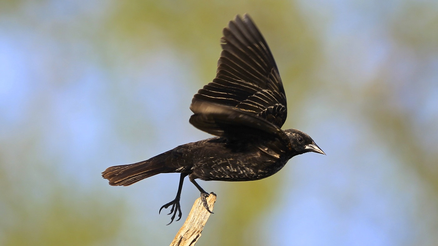 Canon EOS-1D Mark IV + Canon EF 300mm F2.8L IS USM sample photo. Black bird 2 photography