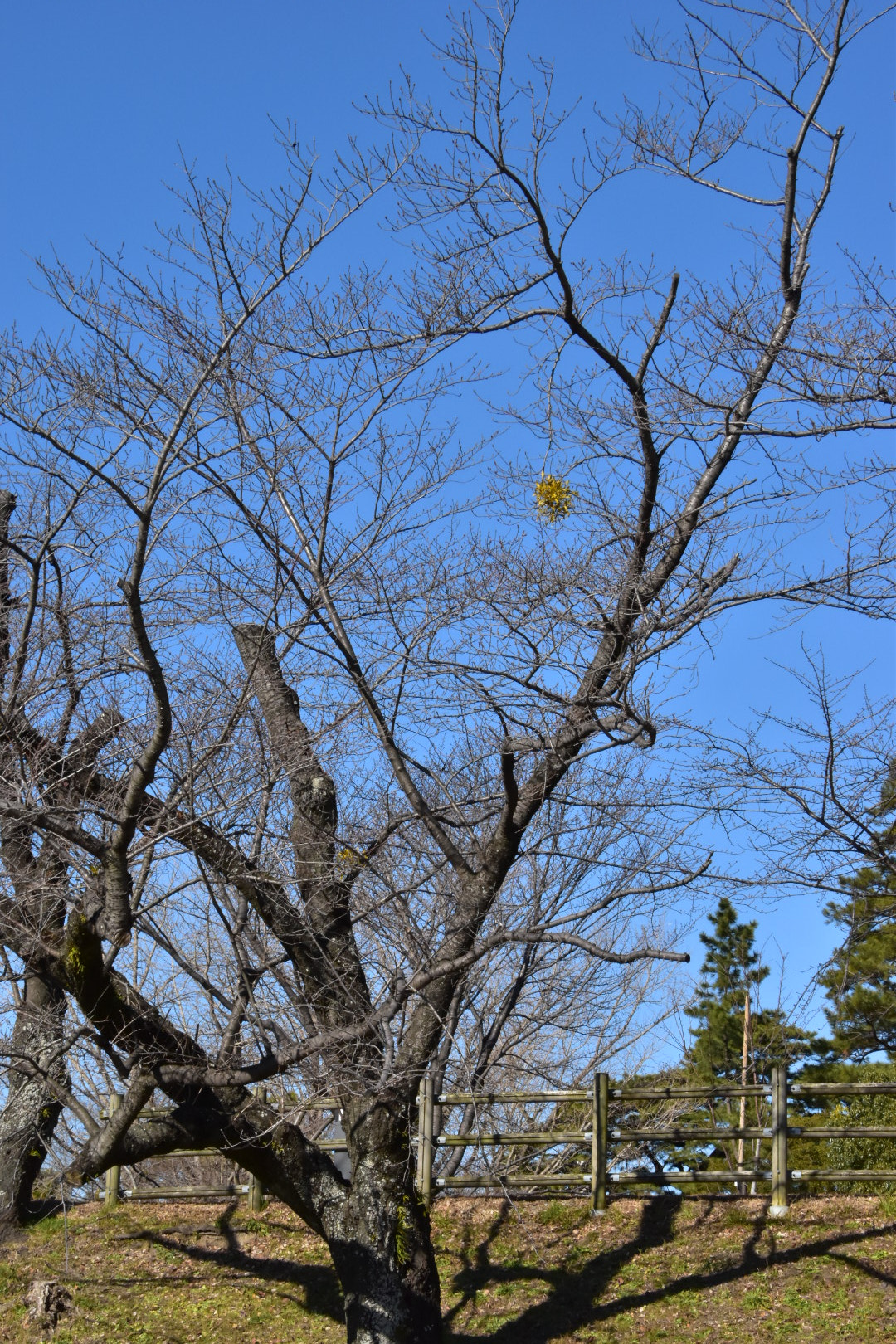 Nikon D5500 sample photo