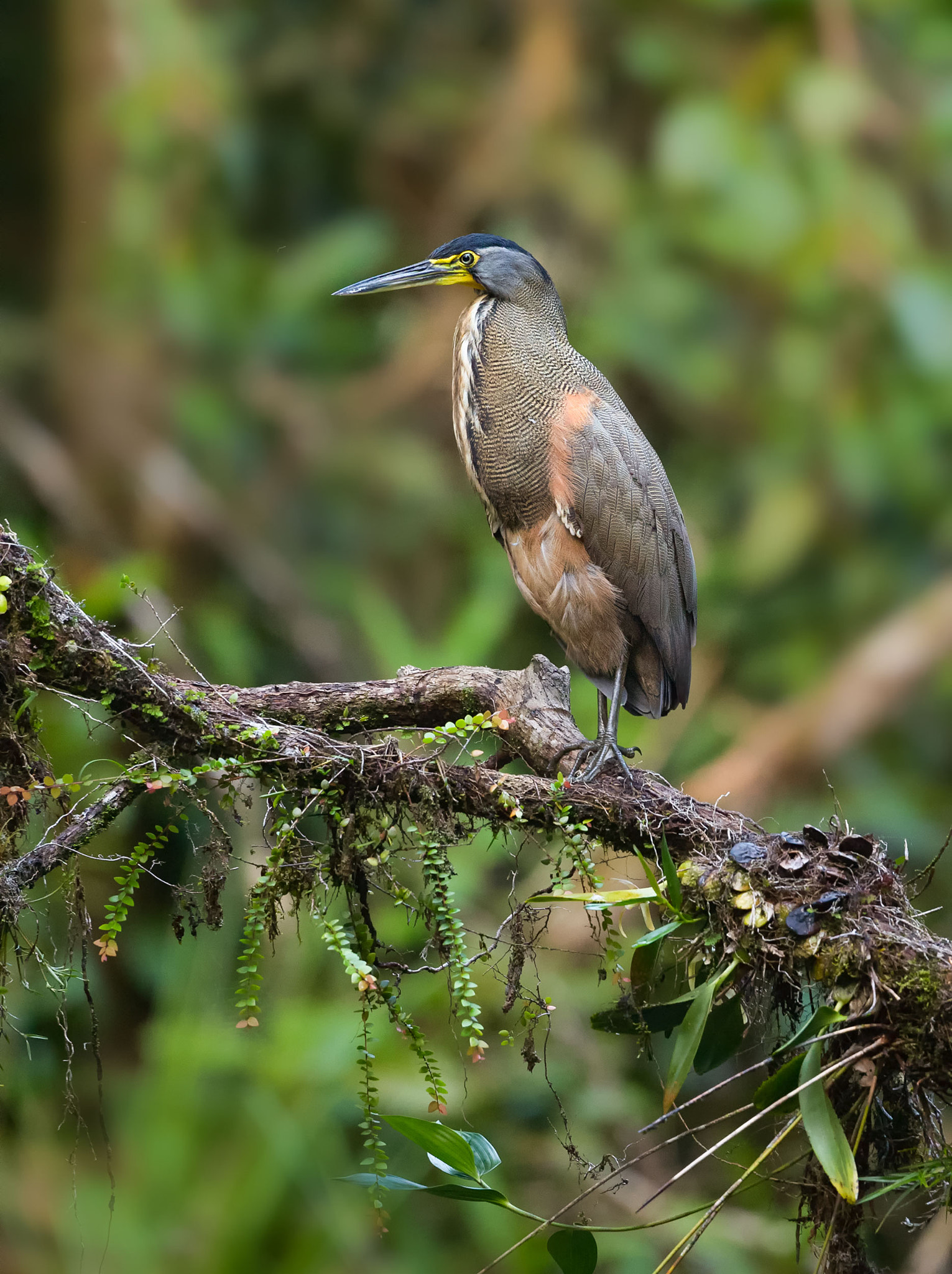 Canon EF 500mm F4L IS USM sample photo. Bare throated tiger heron photography