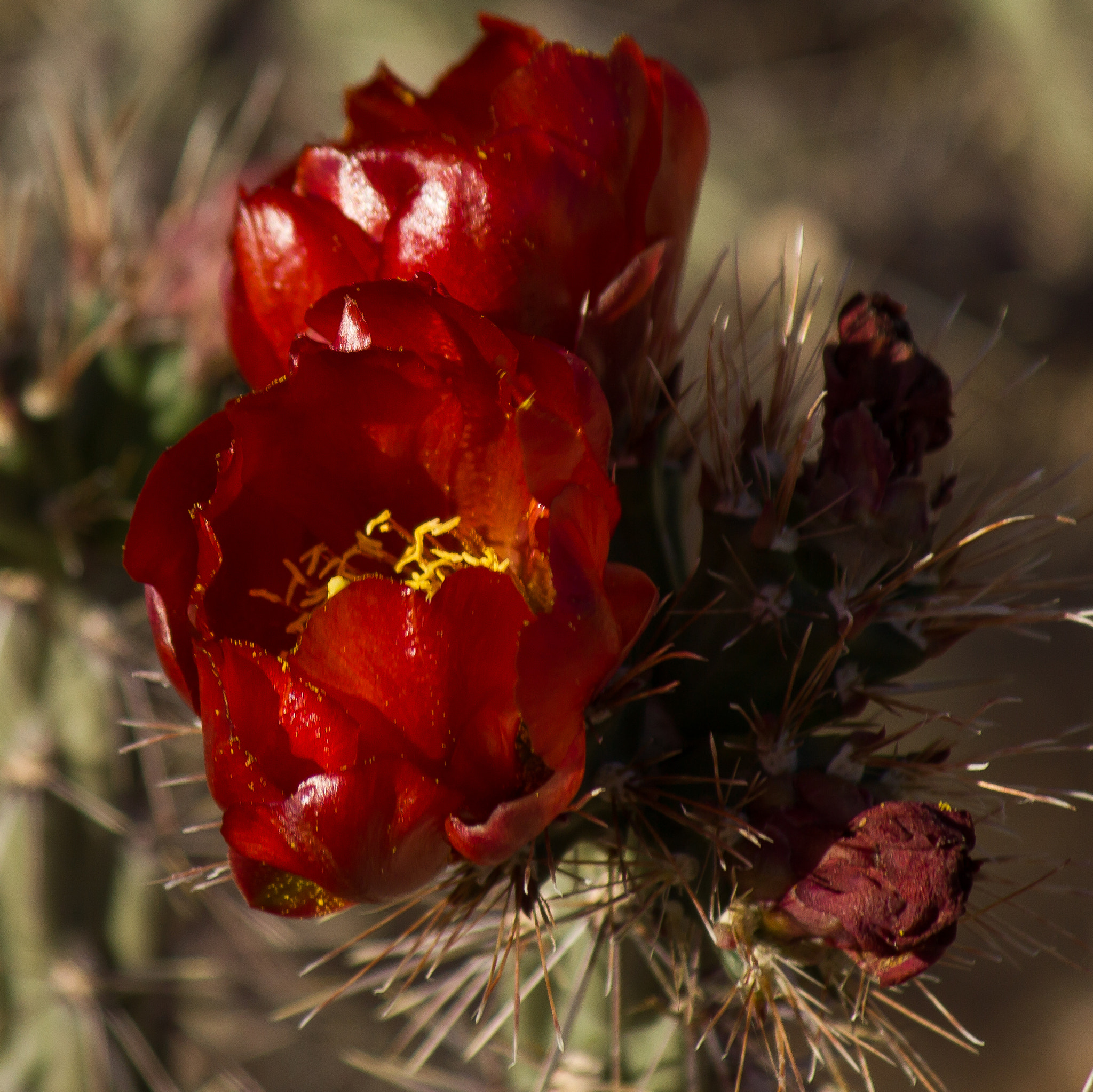 Canon EOS 550D (EOS Rebel T2i / EOS Kiss X4) sample photo. Cactus blooms photography
