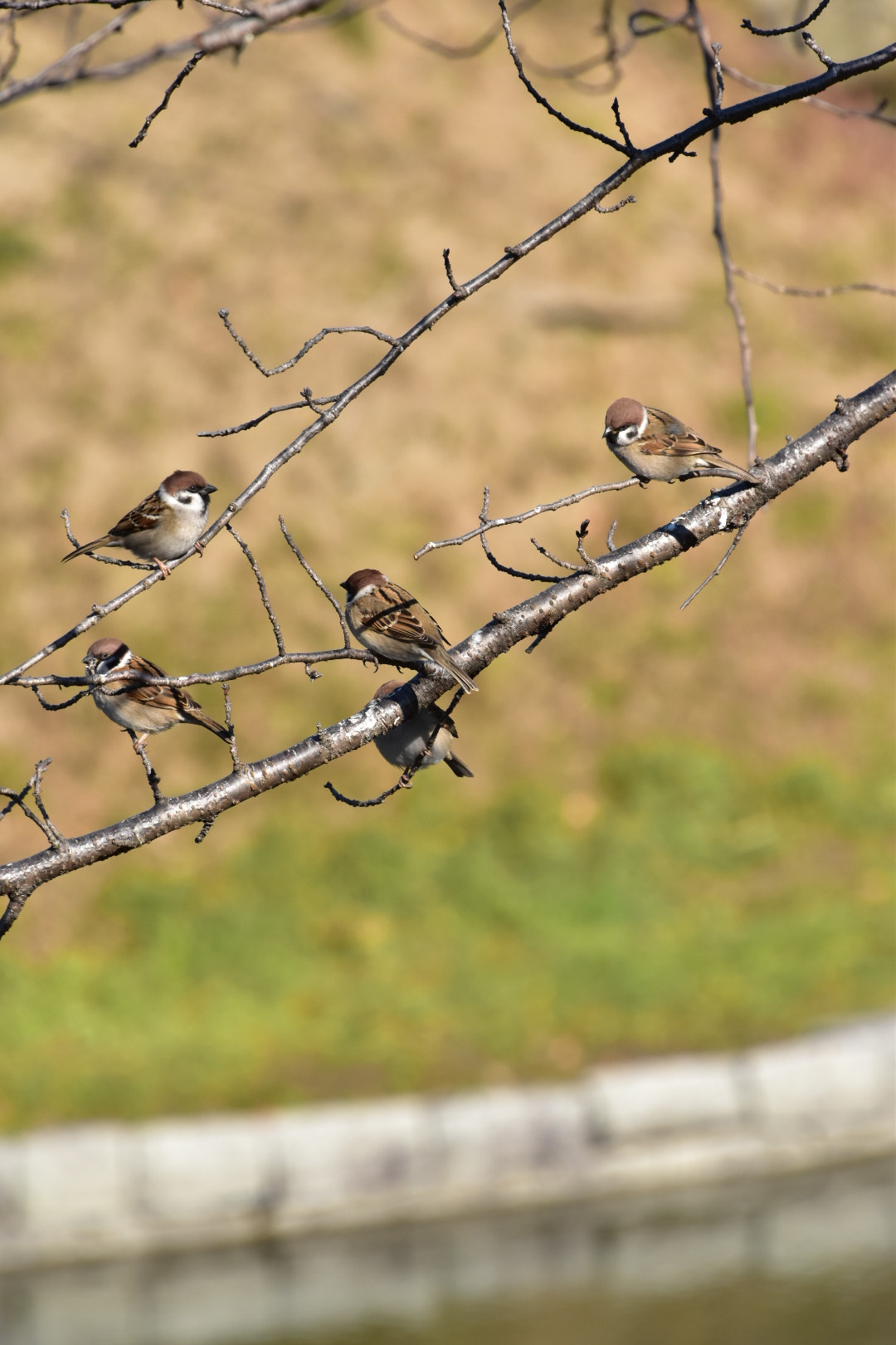 Nikon D5500 sample photo