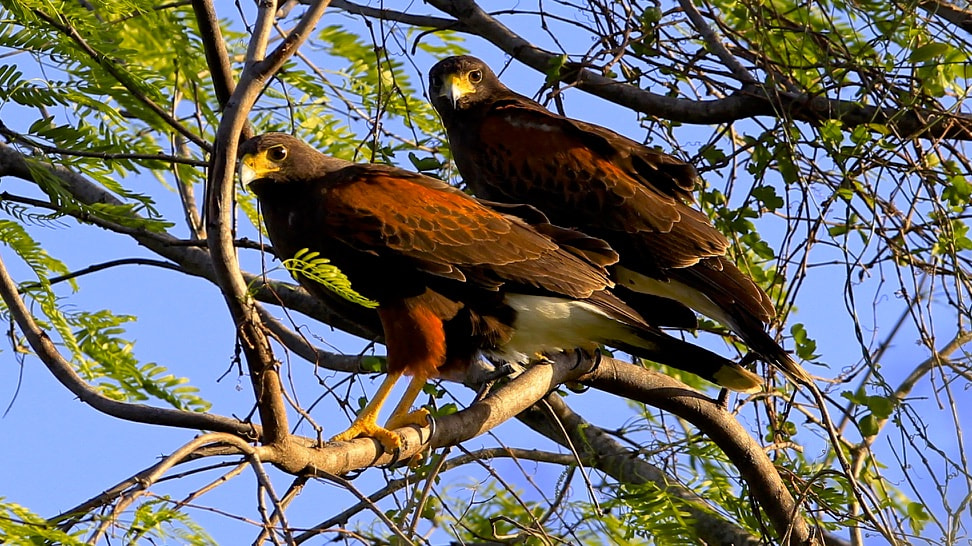 Canon EF 300mm F2.8L IS USM sample photo. Red shoulder hawk photography