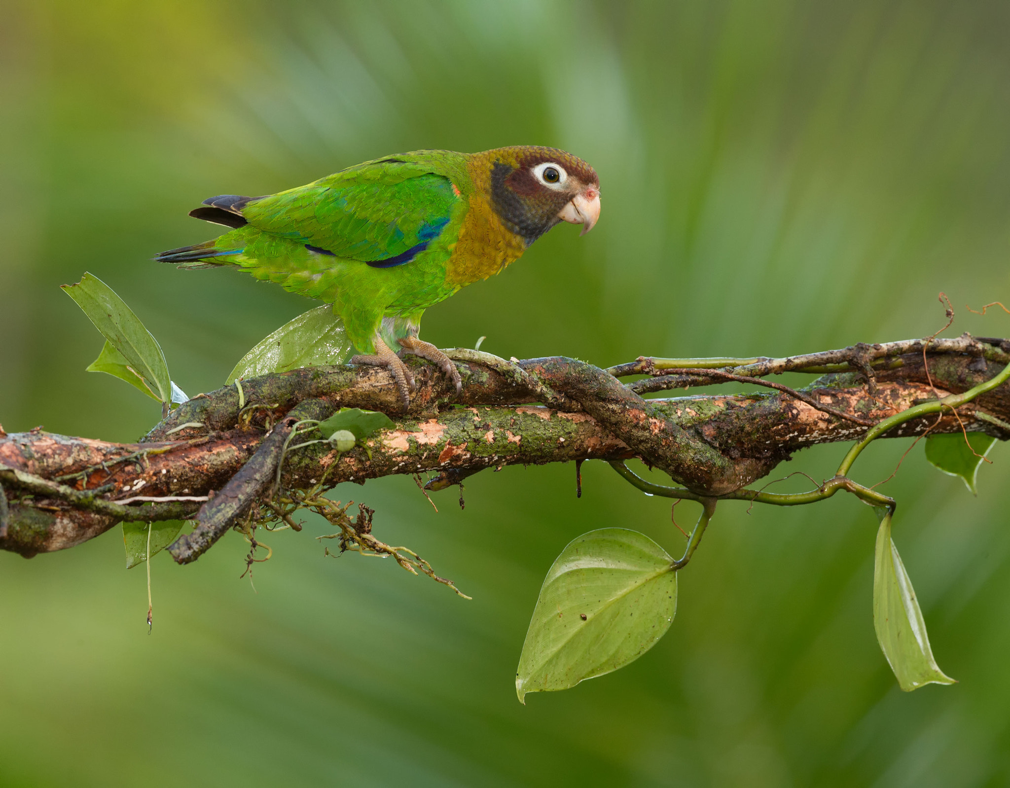 Canon EF 500mm F4L IS USM sample photo. Brown hooded parrot photography