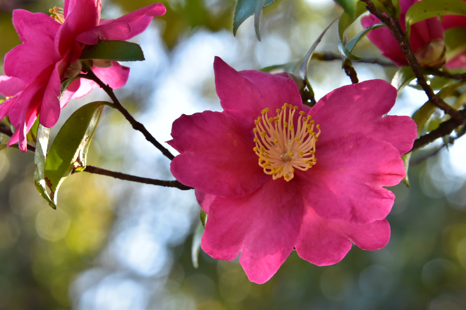 Nikon D5500 sample photo