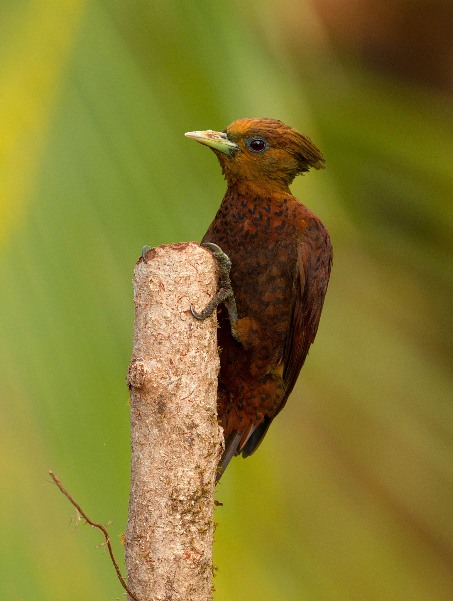 Canon EF 500mm F4L IS USM sample photo. Chestnut woodpecker photography