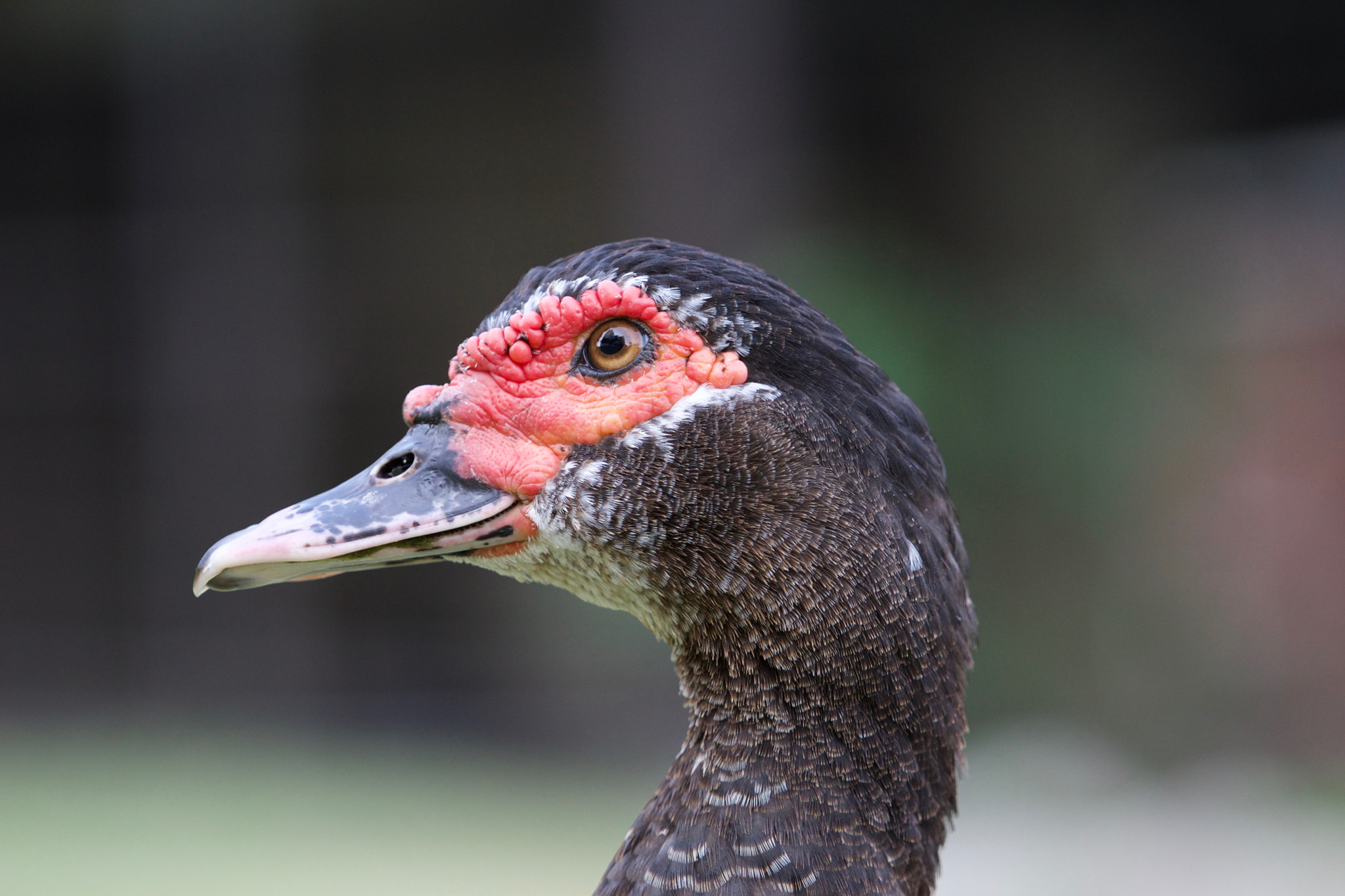 Sony a6000 + Sony FE 70-200mm F4 G OSS sample photo. Muscovy duck photography