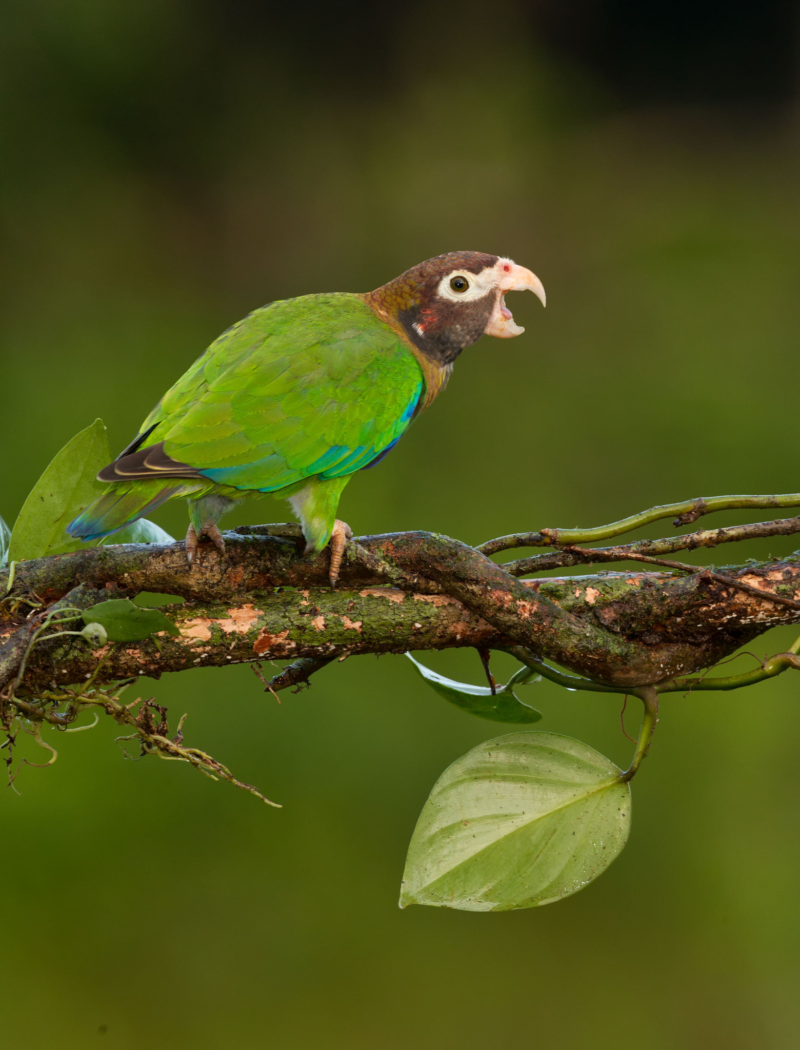 Canon EOS-1D Mark IV + Canon EF 500mm F4L IS USM sample photo. Brown hooded parrot photography
