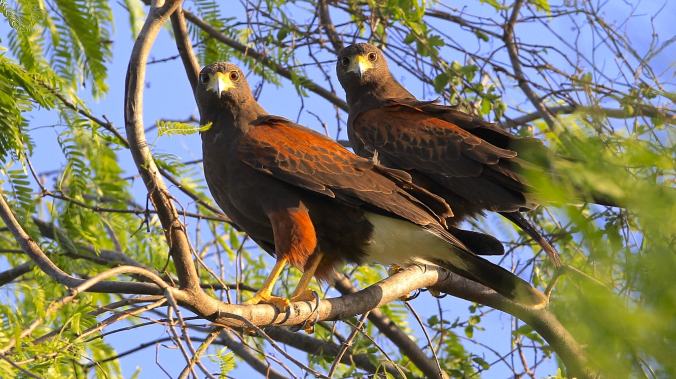 Canon EF 300mm F2.8L IS USM sample photo. Red shouldered hawk photography