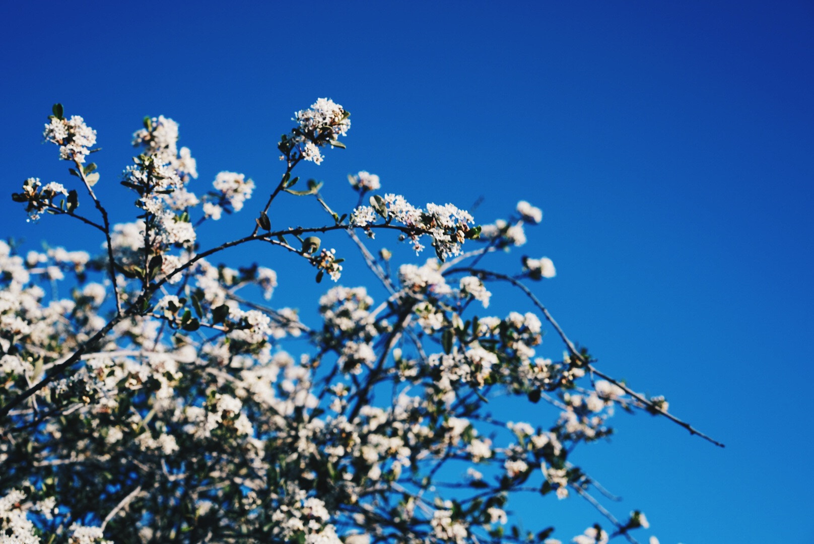 Sony a7R II + Sony Sonnar T* FE 55mm F1.8 ZA sample photo. Beautiful flowers i saw when hiking. photography