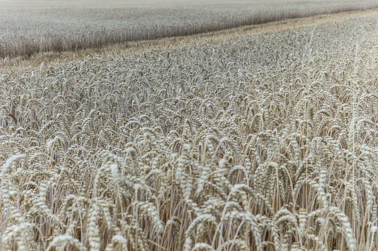 Leica M9 + Summicron-M 35mm f/2 (IV) sample photo. Wheat photography